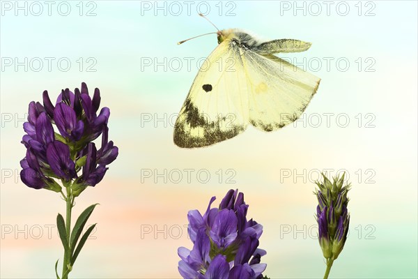 Pale Clouded Yellow (Colias hyale) in flight