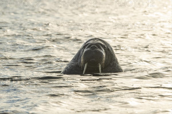 Walrus (Odobenus rosmarus)