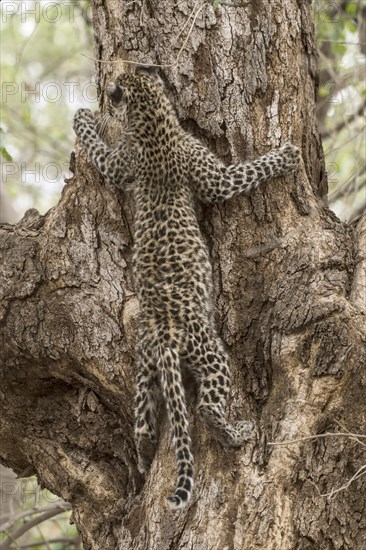 Leopard (Panthera pardus)