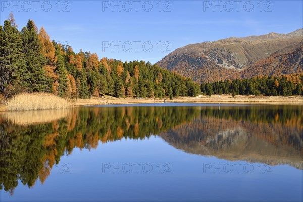 Autumnally coloured larch forest reflected in Lake Stazersee