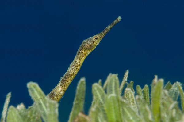 Short-tailed Pipefish (Trachyrhamphus bicoarctatus) on the sea grass