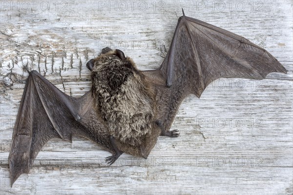 Parti-coloured bat (Vespertilio murinus)