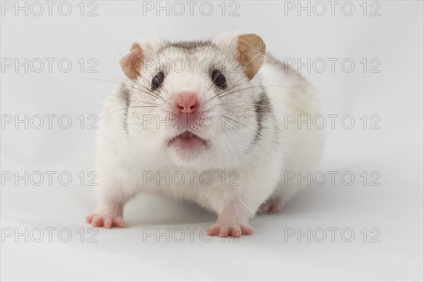 Syrian hamster (Mesocricetus auratus)