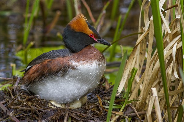 Horned Grebe (Podiceps auritus) sits on clutch
