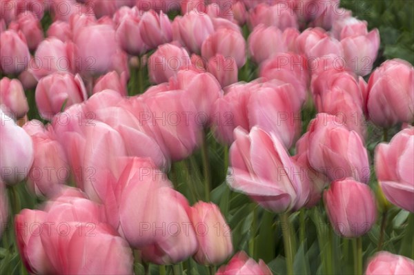 Field with pink tulips in wind