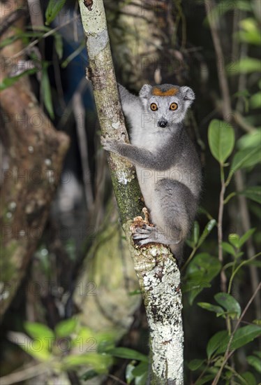 Crowned lemur (Eulemur coronatus) climbs on tree