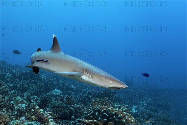 Whitetip reef shark (Triaenodon obesus) with Wipers Lipfish (Labroides dimidiatus)