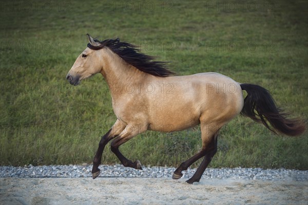 Andalusian horse