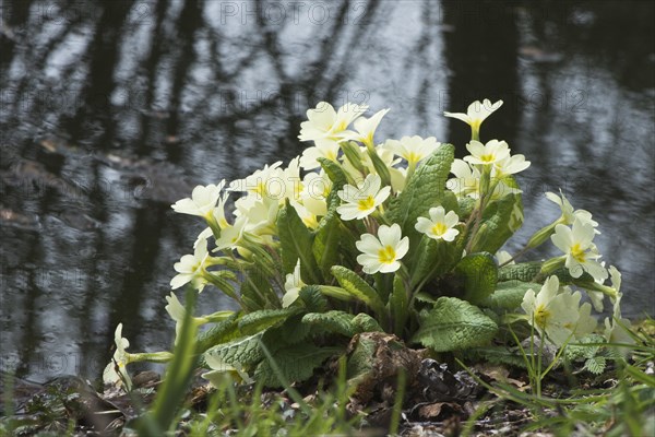 Primrose (Primula vulgaris) on the waterfront