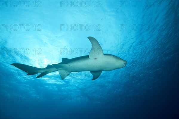 Tawny Nurse Shark (Nebrius ferrugineus) swims in the blue water