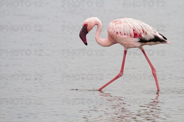 Lesser flamingo (Phoeniconaias minor)