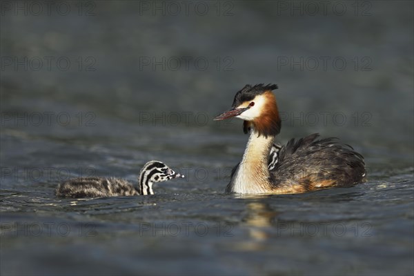 Great crested grebe (Podiceps cristatus)