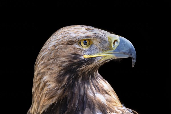 Eastern imperial eagle (Aquila heliaca)