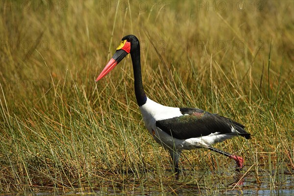 Saddle-billed stork (Ephippiorhynchus senegalensis) wading through the water