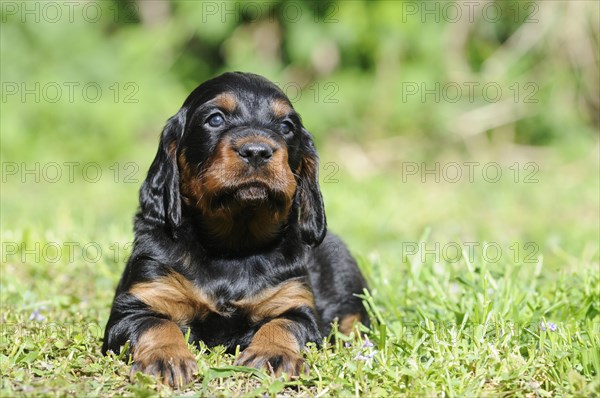 Gordon Setter