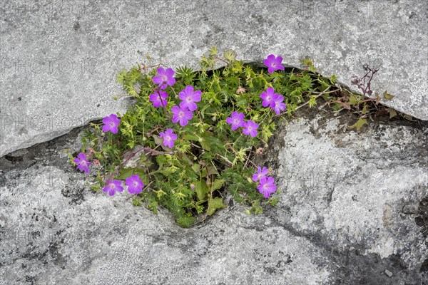 Bloody cranesbill (Geranium sanguineum) in Crevice