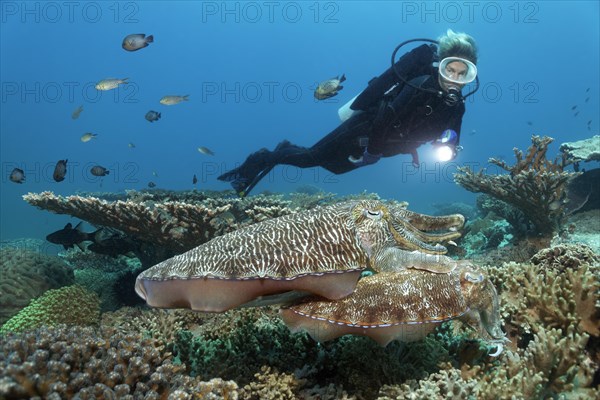 Diver observes couple Broadclub Cuttlefish (Sepia latimanus)