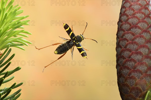 Ramskin (Clytus arietis)