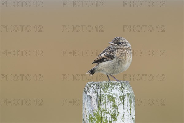 European stonechat (Saxicola rubicola)