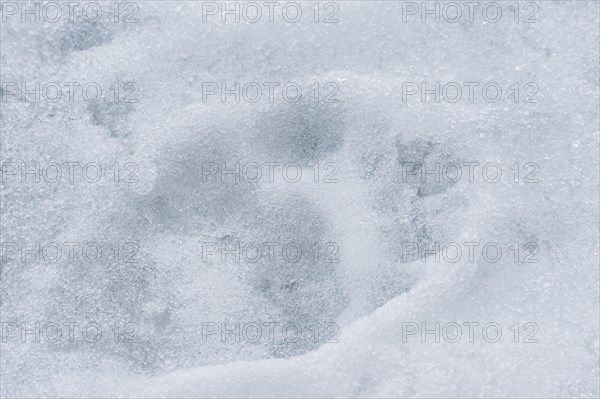 Polar Bear (Ursus maritimus)