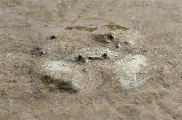 European green crab (Carcinus maenas) hides in the sand