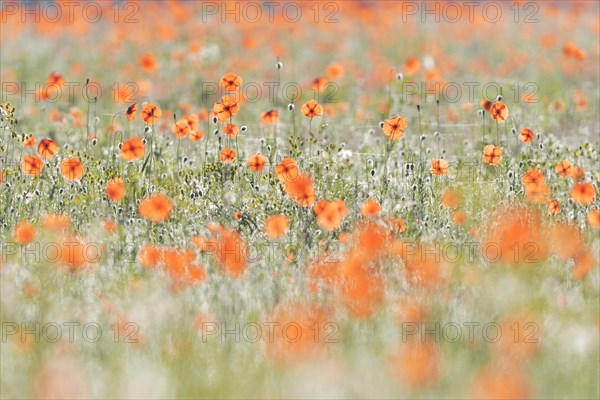 Sand poppy (Papaver argemone)