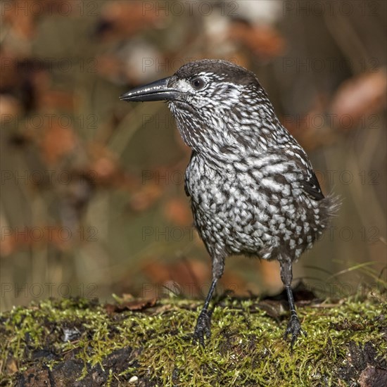 Spotted nutcracker (Nucifraga caryocatactes) on mossy tree trunk