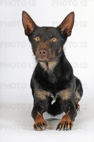 Australian Kelpie