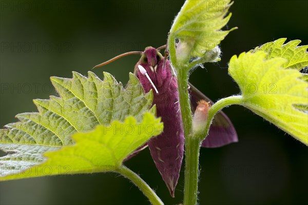 Elephant hawk-moth (Deilephila elpenor) on vine