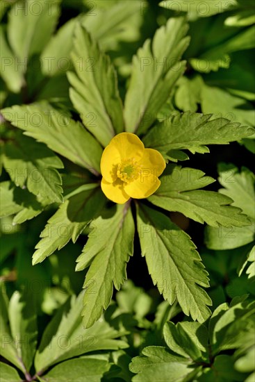 Yellow Anemone (Anemone ranunculoides)