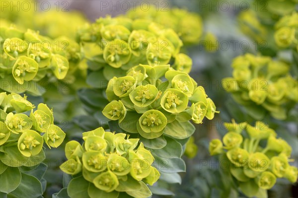 Golden root (Rhodiola rosea)