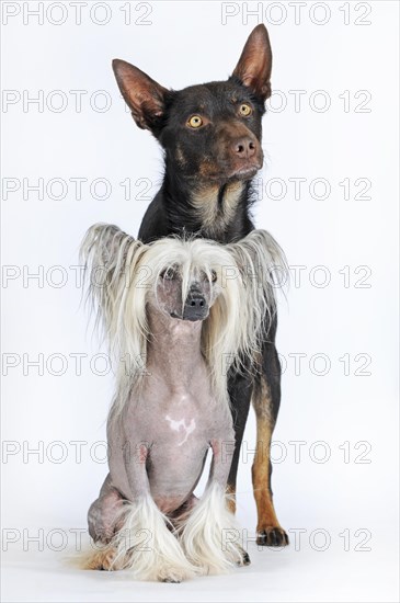 Chinese Crested Hairless Dog