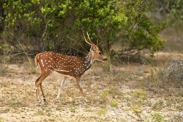 Chital (Axis axis)