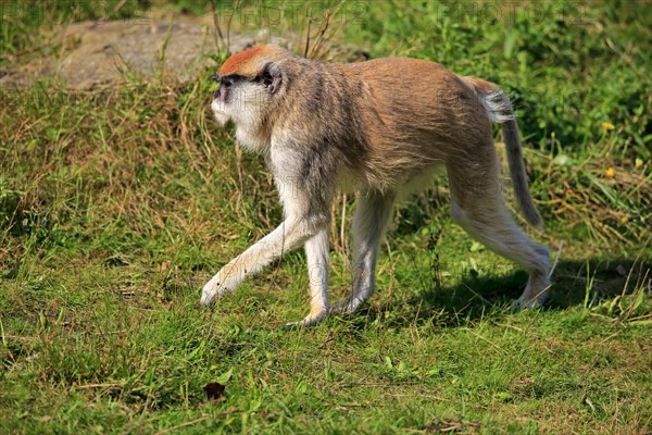 Common patas monkey (Erythrocebus patas patas)