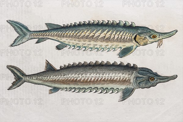 Sturgeons (Acipenseridae)