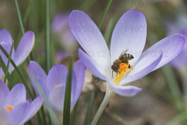 Early crocus (Crocus tommasinianus) with honey bee (Apis mellifera)