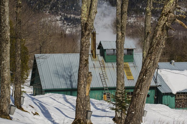 Sugarhouse in spring with buckets on Maple trees