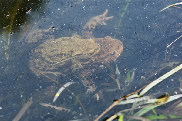 Common toads (Bufo bufo)