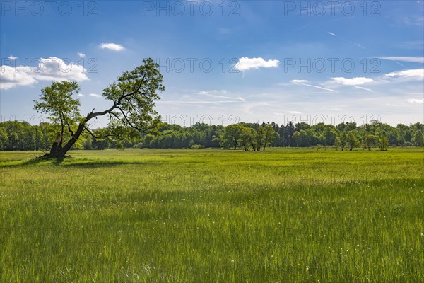 Meadow in the nature reserve Monchbruch