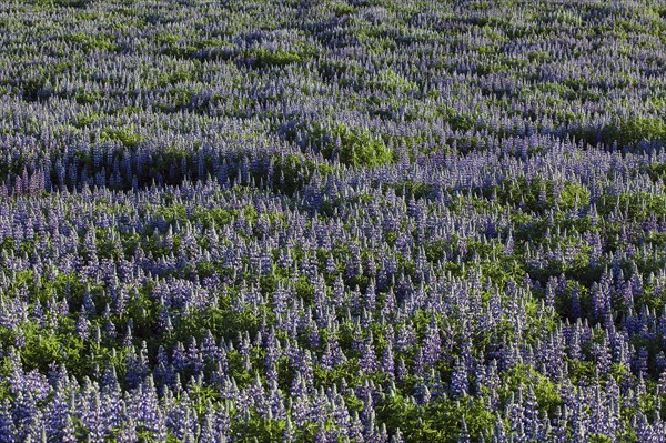 Meadow with blue Nootka lupins (Lupinus nootkatensis)