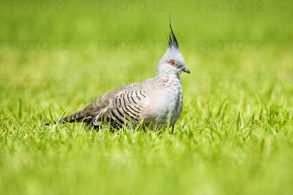 Crested pigeon (Ocyphaps lophotes)