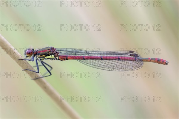 Large red damselfly (Pyrrhosoma nymphula)