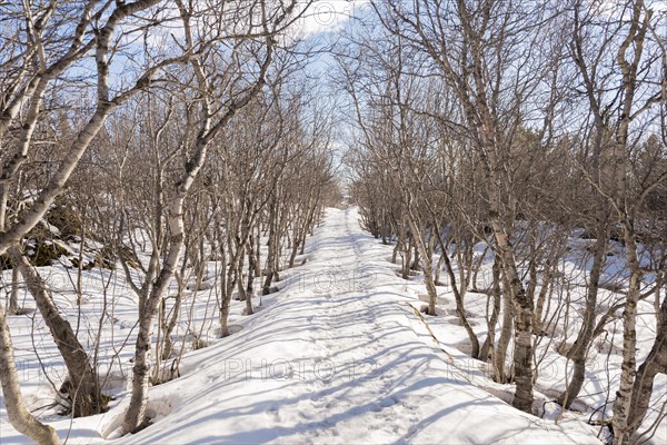 Hiking trail through a bare mountain forest in winter