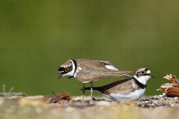 Little ringed plover (Charadrius dubius)