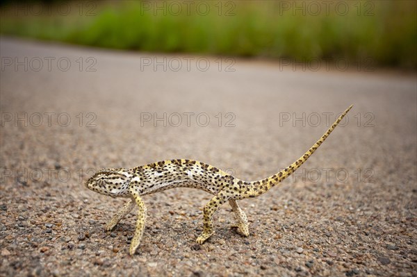 Flap-necked chameleon (Chamaeleo dilepis) crosses road