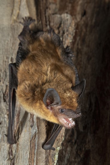 Big brown bat (Eptesicus fuscus)