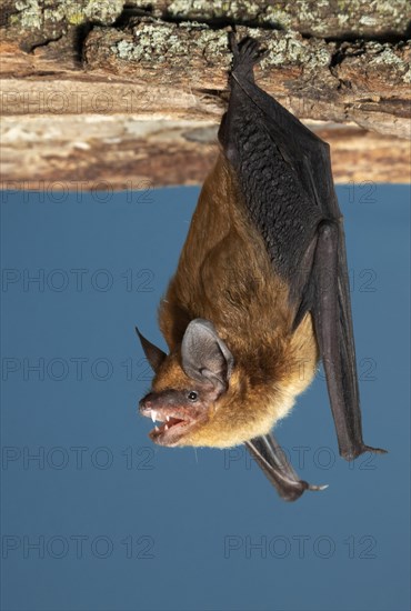 Big brown bat (Eptesicus fuscus) ready to take off