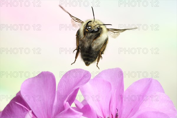 Shrill carder bee (Bombus sylvarum)