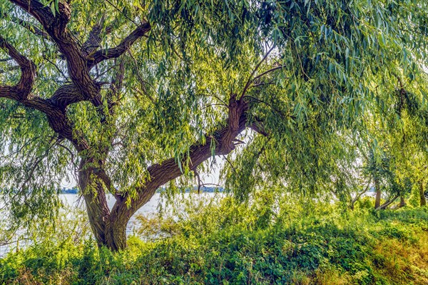 Weeping willow (Salix babylonica)