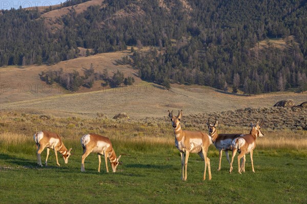 Pronghorns (Antilocapra americana)